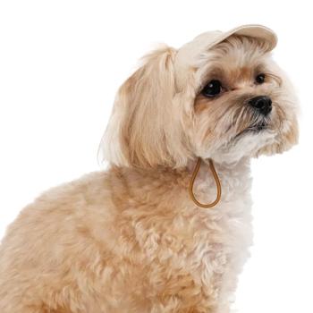 Pet Fashion Glamor Dog Cap s.M Beige - buy, prices for MasterZoo - photo 3