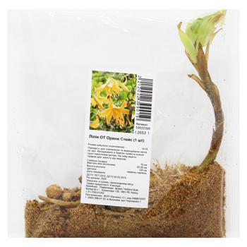OT Orange Space Lily Bulb 1pc
