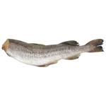 Fresh Frozen Headless Pollock