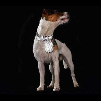 Collar Hunter - buy, prices for MasterZoo - photo 4
