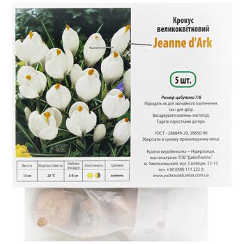 Bulb crocus 5pcs Netherlands - buy, prices for Auchan - photo 1