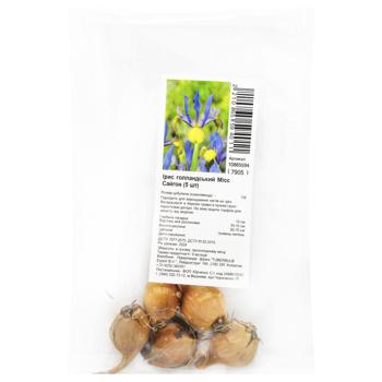Bulbs of Dutch Iris Miss Saigon 5pcs - buy, prices for MegaMarket - photo 1