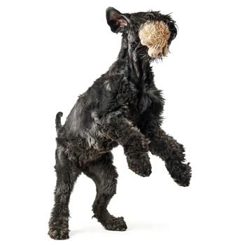 Hunter Pori Dog Toy for Dogs with Squeaker 17cm - buy, prices for - photo 3