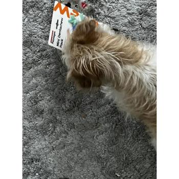 Набір іграшок для собак Petstages Mini Dentachew Pack 7 см, 9 см, 12 см - купить, цены на MasterZoo - фото 2