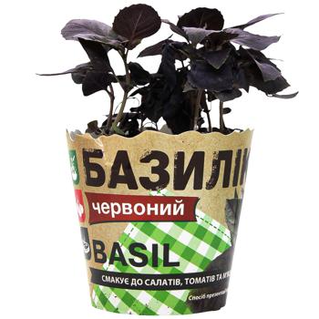 Red Basil in Pot