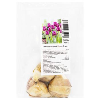 Bulit Triumph Tulip Bulbs 3pcs - buy, prices for - photo 4