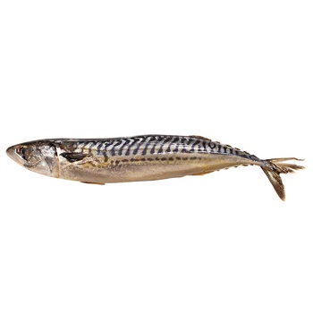 Fish atlantic mackerel salt - buy, prices for METRO - photo 1