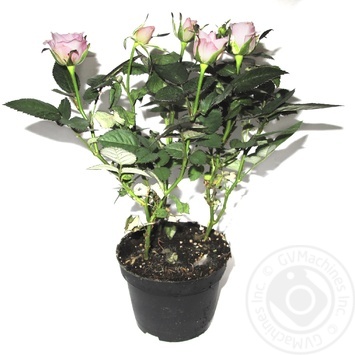 Rose mix hight 30sm pot diameter 11sm - buy, prices for Auchan - photo 2