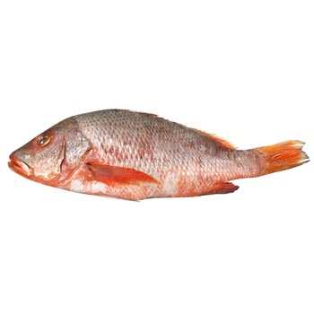 Red Snapper Fish