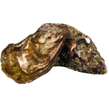 Metro Chef Fin de Clair №4 Oyster - buy, prices for METRO - photo 1