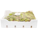Mangold Lettuce 500g