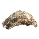 Устрица La Sublime №3