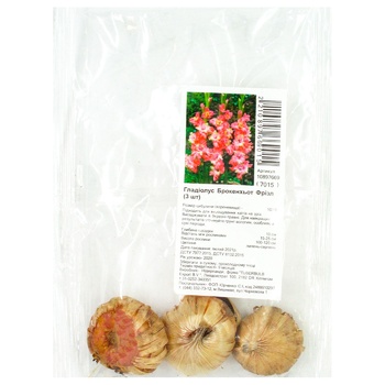 Gladiolus Bulbs Broken Heart Frizzle 3pcs - buy, prices for MegaMarket - photo 1