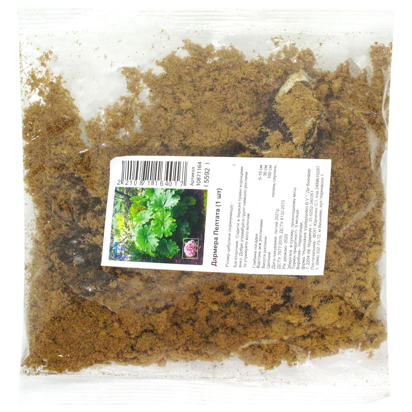 

Корневище дармеры Пелтата