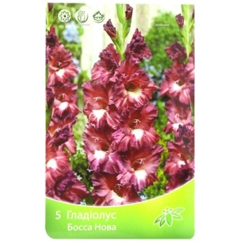 Gladiolus Bossa Nova 5pcs - buy, prices for ULTRAMARKET - photo 1