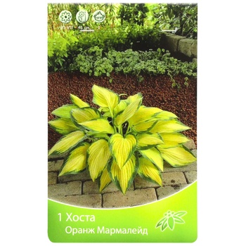 Hosta Orange Marmalade - buy, prices for - photo 1