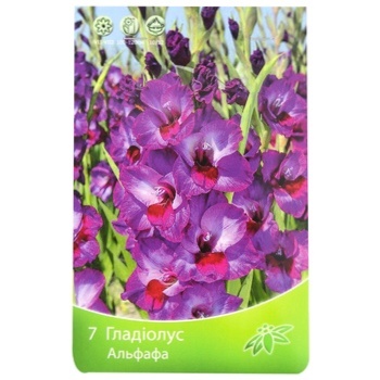 Gladiolus Alfafa 7pcs - buy, prices for - photo 1