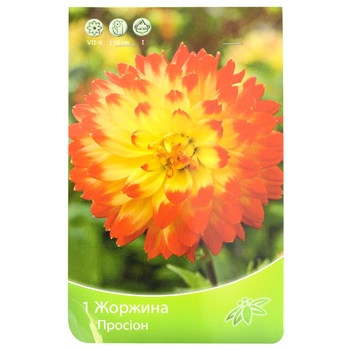 Decorative Dahlia Prosion - buy, prices for MegaMarket - photo 1