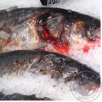 fish silver carp fresh Ukraine - buy, prices for - photo 6