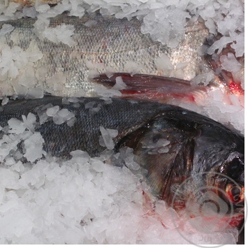 fish silver carp fresh Ukraine - buy, prices for - photo 19