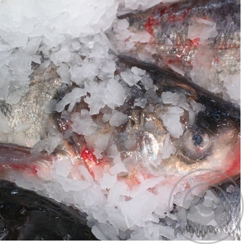 fish silver carp fresh Ukraine - buy, prices for - photo 18