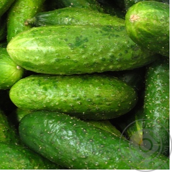 Vegetables cucumber fresh Ukraine - buy, prices for NOVUS - photo 7