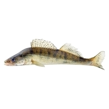 Chilled Whole Pike Perch - buy, prices for NOVUS - photo 1