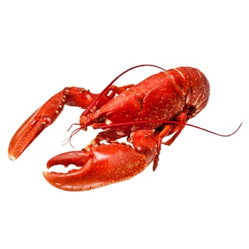 Homarus Americanus Selects Live Lobster - buy, prices for NOVUS - photo 1