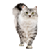 Коты