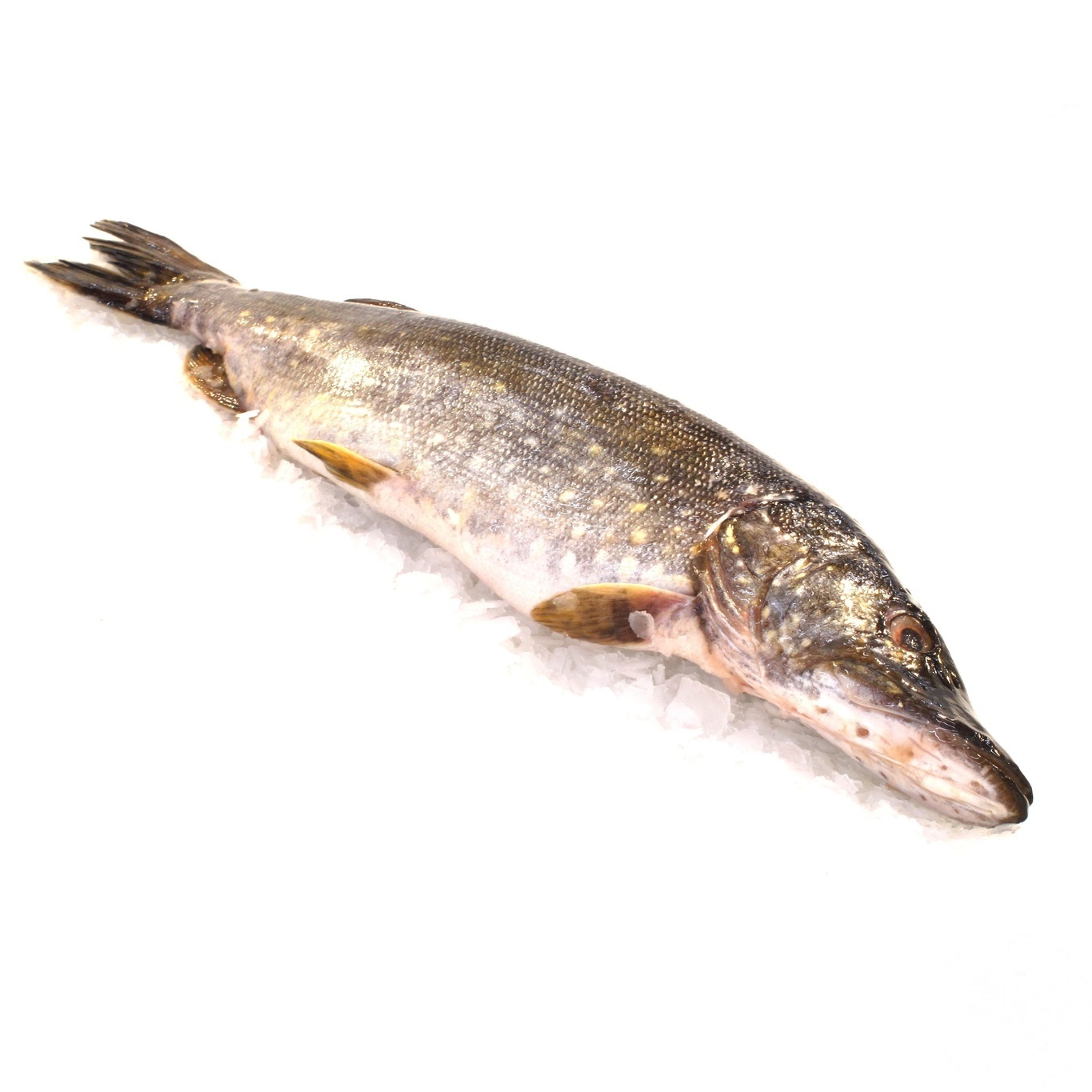 

Щука охлажденная 3кг+