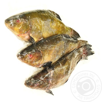 Fish tench fresh - buy, prices for Vostorg - photo 1