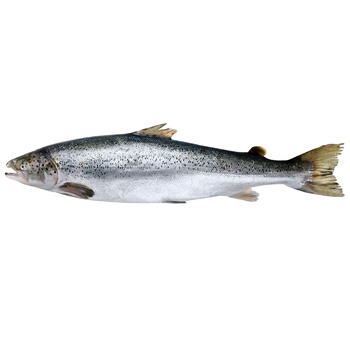 Chilled Salmon - buy, prices for Tavria V - photo 1