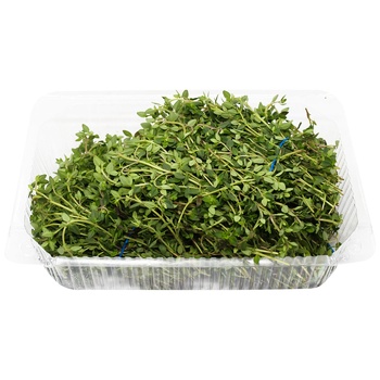 Lemon thyme - buy, prices for METRO - photo 2