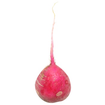 Radish - buy, prices for - photo 1