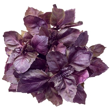 Red Basil - buy, prices for Auchan - photo 2