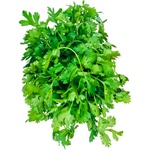 Cilantro