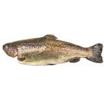 Fresh-Frozen Trout 1-3