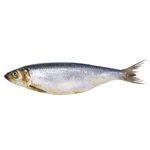 herring "td neptun" llc Ukraine