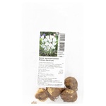 Бульбоцибулина крокуса великоквіткового Жанна д`Арк 4шт