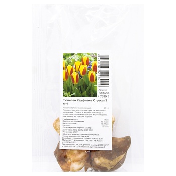 Bulb tulip 3pcs - buy, prices for MegaMarket - photo 1