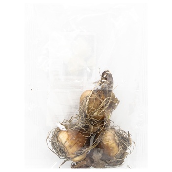 Bulb narcissus 3pcs - buy, prices for ULTRAMARKET - photo 2