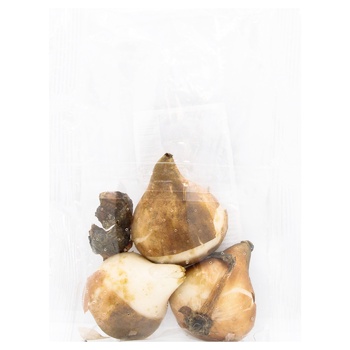 Bulb tulip 3pcs - buy, prices for ULTRAMARKET - photo 2
