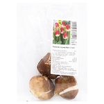 Triumph Match Tulip Bulb 3pcs