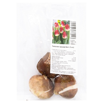 Bulb tulip 3pcs - buy, prices for ULTRAMARKET - photo 1