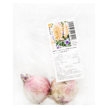 Bulbs of Garden Hyacinths Gypsy Queen 2pcs - buy, prices for MegaMarket - photo 1