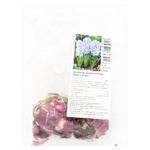 Цибулини гіацинтів Скай Джекет 2шт