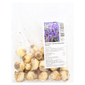 Bulb of Muscari Armenicum 25pcs - buy, prices for MegaMarket - photo 1