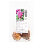 Цибулини тюльпанів зеленоквіткових Пьорпл Долл 3шт