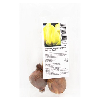 Bulb of Tulip Darwin's Novi Sun 3pcs - buy, prices for ULTRAMARKET - photo 1