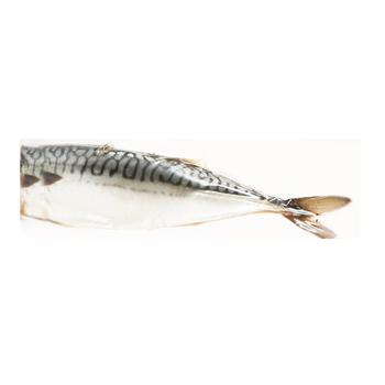 Ukrainian Star Lightly Salted Mackerel Fish without Head in Vacuum Packing Weight